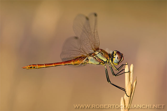 Sympetrum fonscolombii